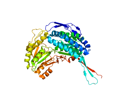 Aldehyde dehydrogenase 5 family, member A1